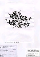 藏品(Tichocarpus crinitus (Gmelin) Ruprecht)的圖片